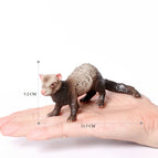 Ferret