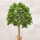 28cm A
