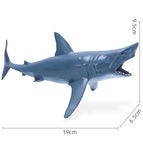 Ocean Animal-13