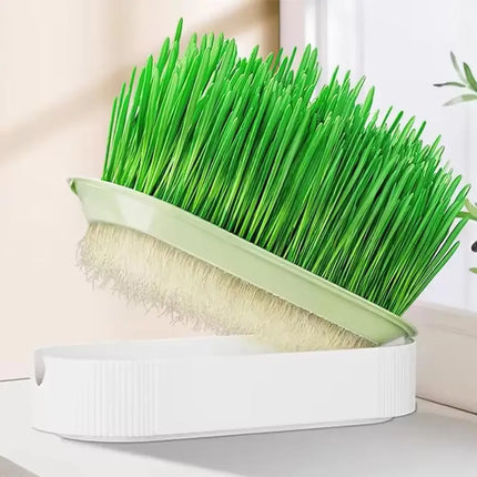 Hydroponic Cat Grass Box – Soilless Catnip Planting Set with Cat Treats for Easy Growth