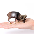 argali-2
