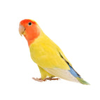 C206-I PVC / 25cm-Longest Side