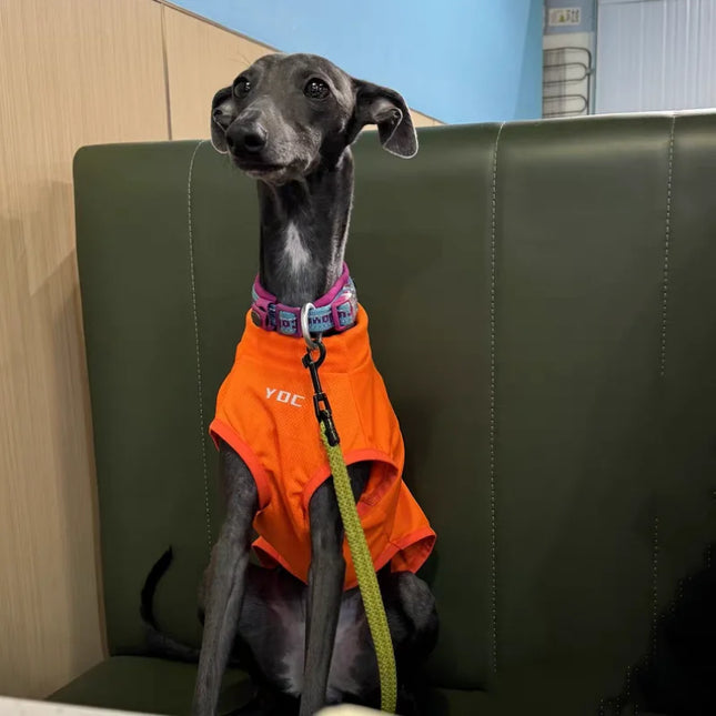 Italy little Greyhound Betlington Clothes Summer Sunscreen iIsect Repellent Vest Mid Dogs Street Jacket Poodle Light T-shirt