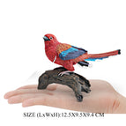 Trogons -1