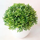 zhuoyecao green