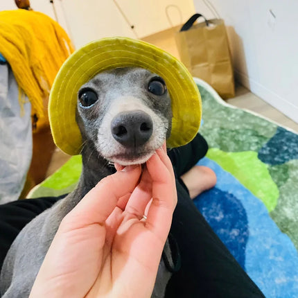 Summer Little Greyhound Sunscreen Hat Outdoor Hat Ear Holes Adjustable Cap for Whippet Breathable Cool Hat for Small Medium Dogs