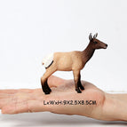 Elk C