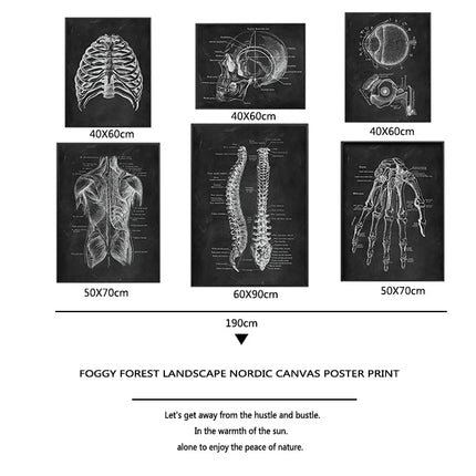 Human Anatomy Artwork Medical Clinic Wall Picture Skeleton Organ Muscle System Vintage Canvas Print Body Education Poster