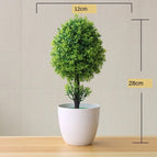 changchunshu green