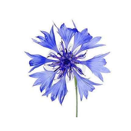 2pcs/set Cornflower Silicone Mold DIY Pastry Cake Fondant Leaf Mould Chocolate Flower Ice Clay Decoration Kitchen Bake ToolM2878