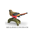 Trogons -2