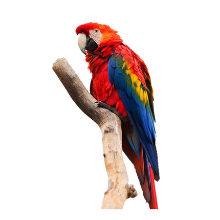 C206# Beautiful Parrot And Hummingbird Hand Painted Bird Sticker For Home Decoration Toilet Sticker