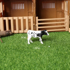 Holstein calf