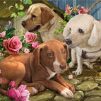 112 Three puppies