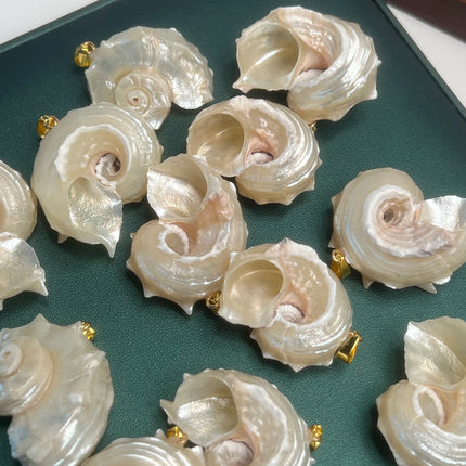 5pcs 25-40mm Conch Shell-Shaped Pendants Natural Shell Semi-Finished Charms for Jewelry Making DIY Necklace Bracelet Accessories