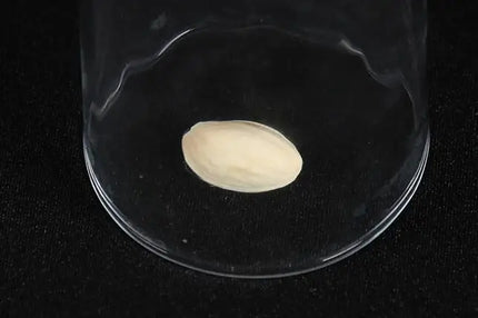 Comedy Pistachio Nuts Through Glass Cup Magic Tricks Penetration Magia Magician Close Up Illusions Gimmick Props Mentalism Toy