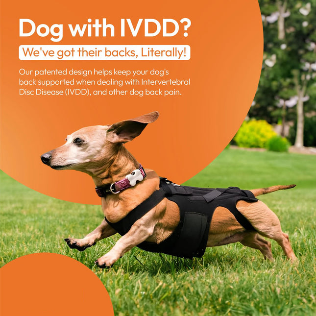 Breathable Dog Back Brace Comfortable Pet Back Brace for IVDD Back Protector Helps Injury Recovery and Rehabilitation S/M/L