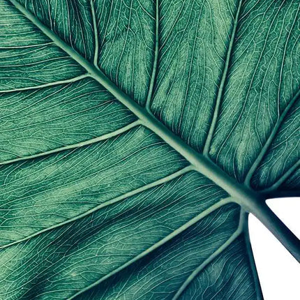 Bohemian Watercolor Tropical Plant Canvas Painting Monstera Banana Leaf Eucalyptus and Fern Art Posters Aesthetic Bedroom Decor
