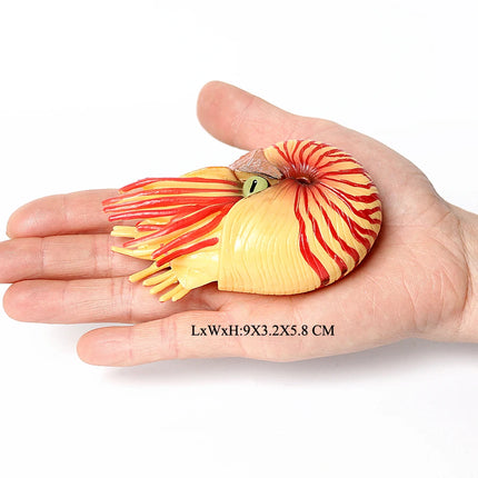 Simulation Marine Mollusc Plastic Model Figures Nautilus Ammonite Squid Octopus Figurine Sealife Animal Educational Toy For Kids