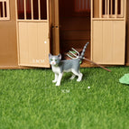 Mini Cat -34
