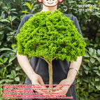 40cm light green / China Mainland