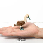 gannet