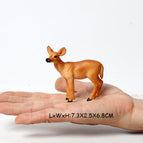 Deer D