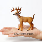 Deer C