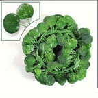 2M (1 String) / begonia