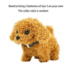 1pc 1 / Other
