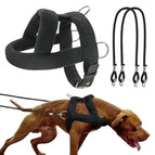 Harness Leash Set / S